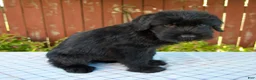 Giant Schnauzer dogs for sale: Orus - Ad 3