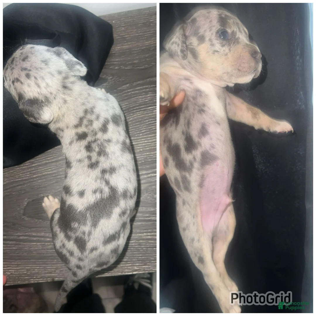Mixed Breed dogs for sale: Mixed Breed Puppy 5 - Ad 1