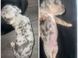 Mixed Breed dogs Mixed Breed Puppy 5 - Ad 26