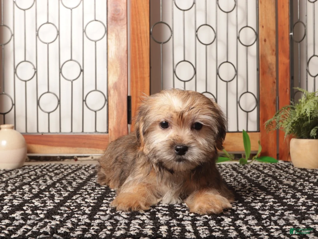 Shorkie dogs for sale: Tootsie Sweet Shorkie - Ad 3