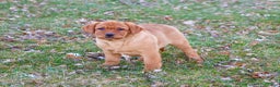 Labrador Retriever dogs for sale: Scarlet  - Ad 4
