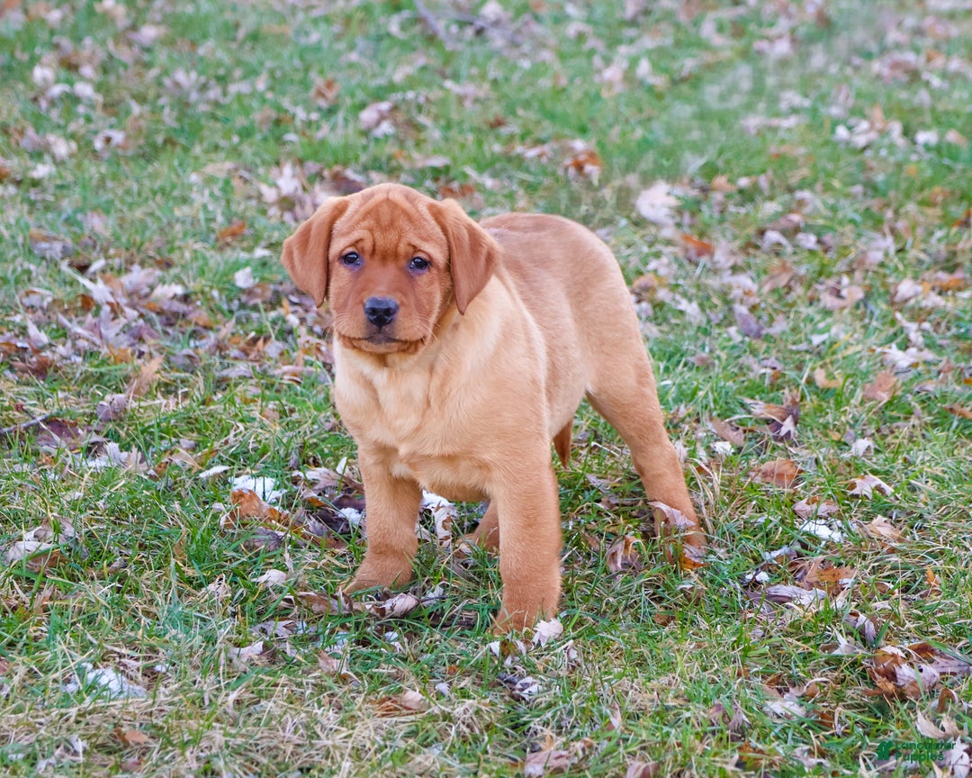 Labrador Retriever dogs for sale: Scarlet  - Ad 4