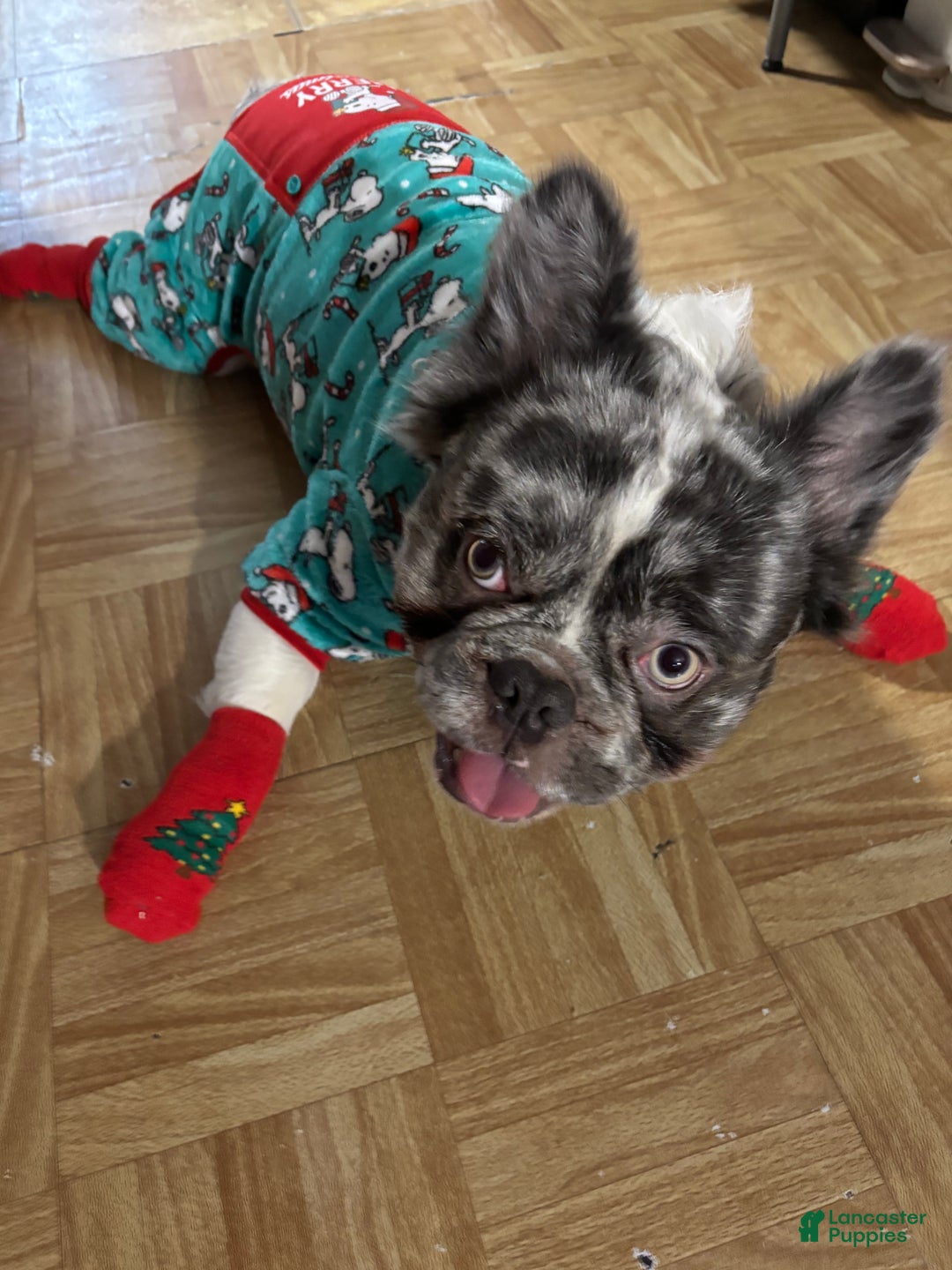 French Bulldog dogs for stud: Leo Andujar - Ad 4