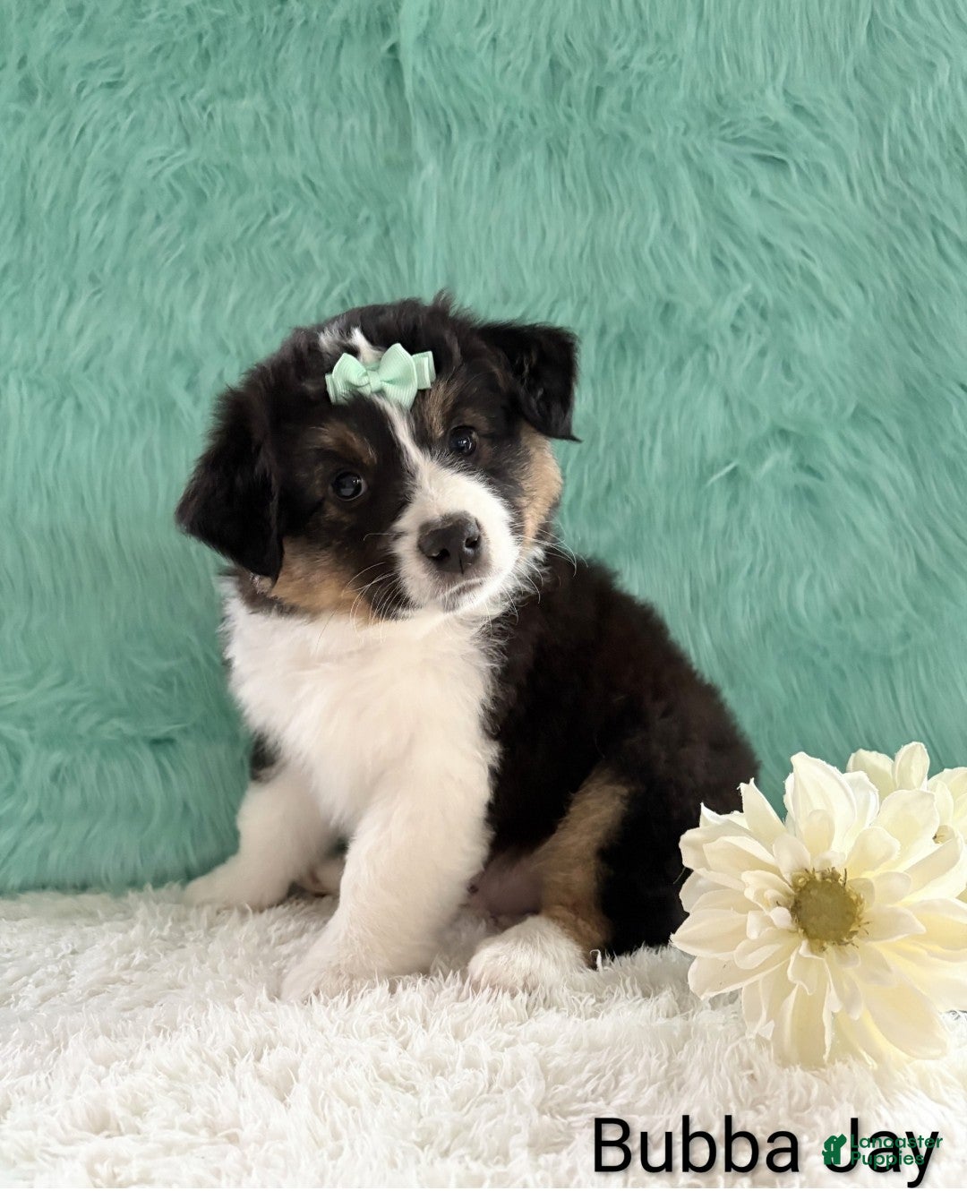 Miniature Australian Shepherd dogs Bubba Jay - Ad 1