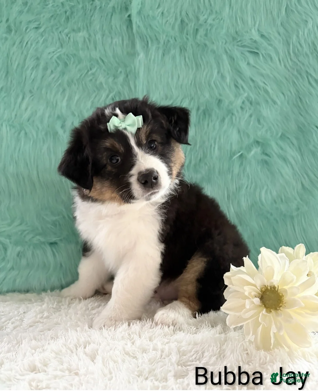 Miniature Australian Shepherd dogs for sale: Bubba Jay - Ad 1