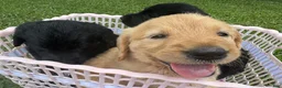 Labradoodle dogs for sale: Sadie - Ad 3