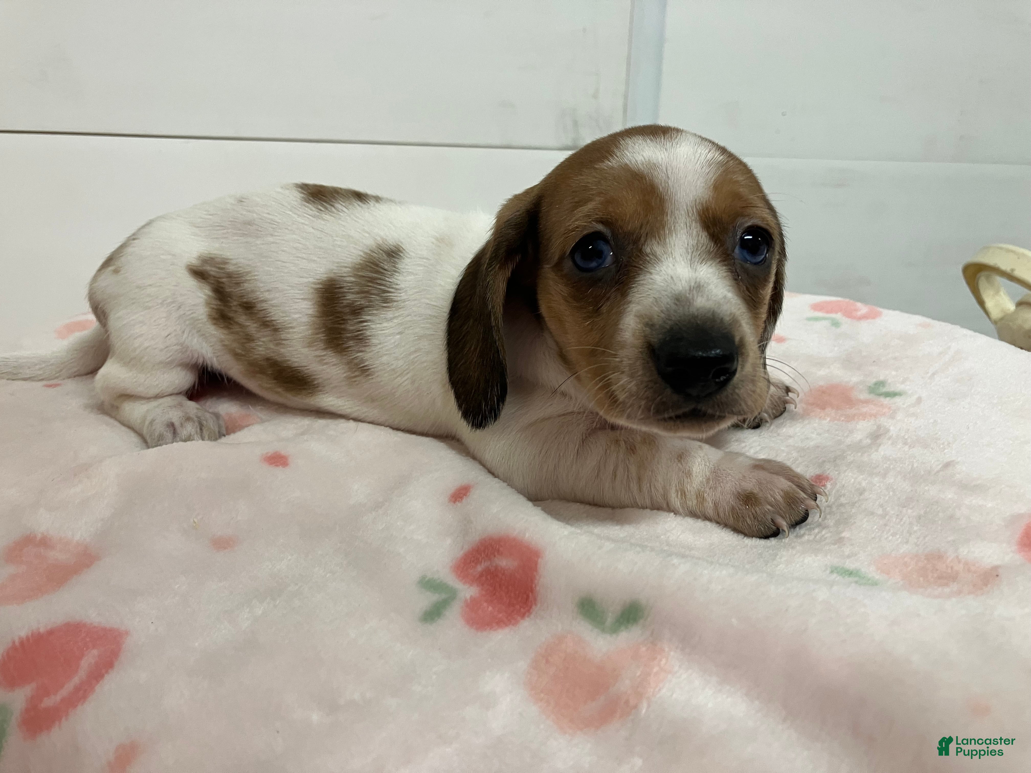 Miniature Dachshund dogs for sale: Zippy  - Ad 1