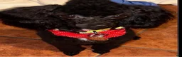 Toy Poodle dogs for stud: Male Toy Poodle Stud  - Ad 2