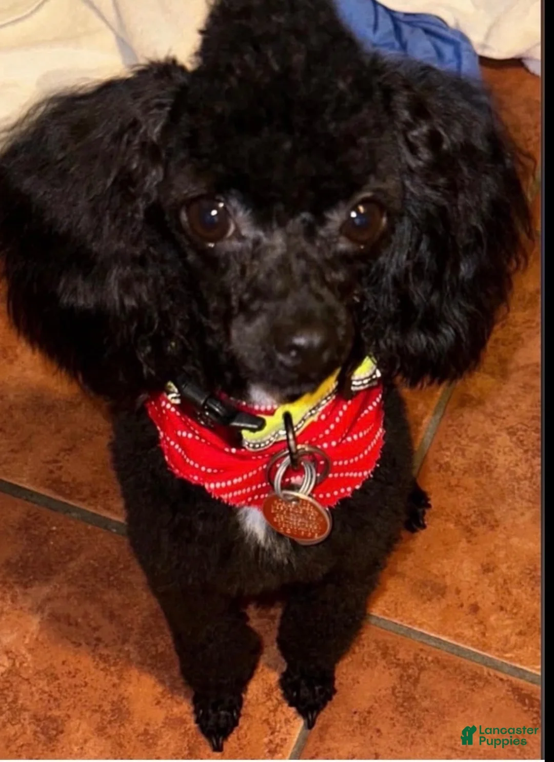 Toy Poodle dogs for stud: Male Toy Poodle Stud  - Ad 2