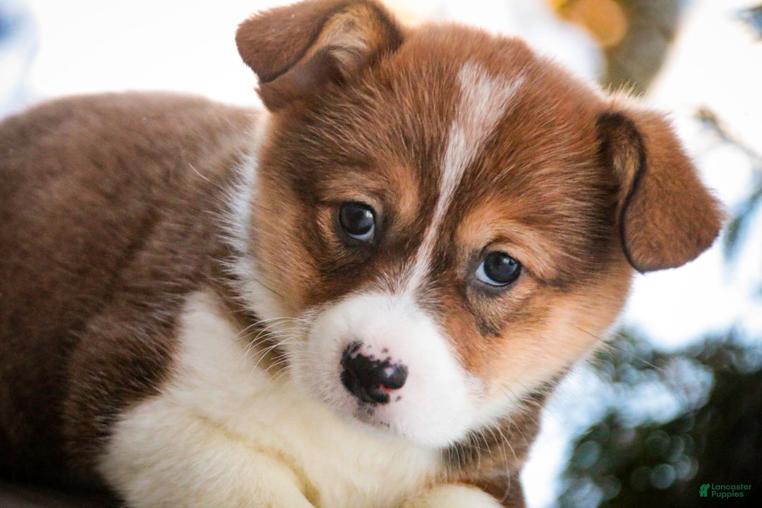 Welsh Corgi Pembroke dogs for sale: Muffin - Ad 6