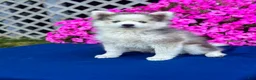 Pomsky dogs for sale: Rascal  - Ad 5