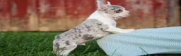 Frenchton dogs for sale: MARLEY - Ad 7