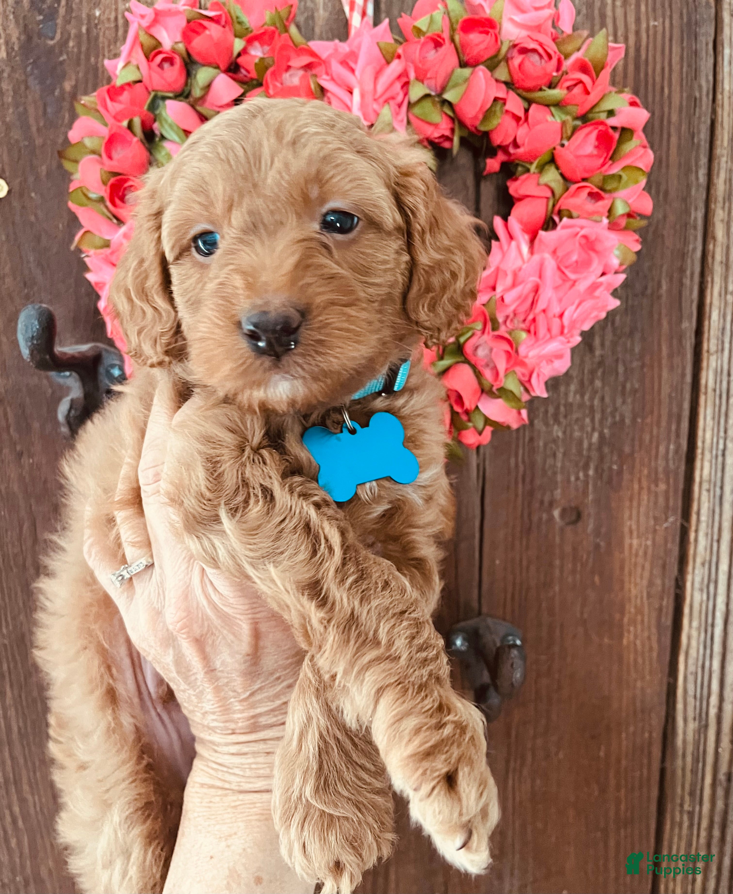 Mini Goldendoodle dogs Flapjack - Ad 1