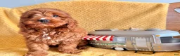 Cockapoo dogs for sale: Pumpkin  - Ad 5