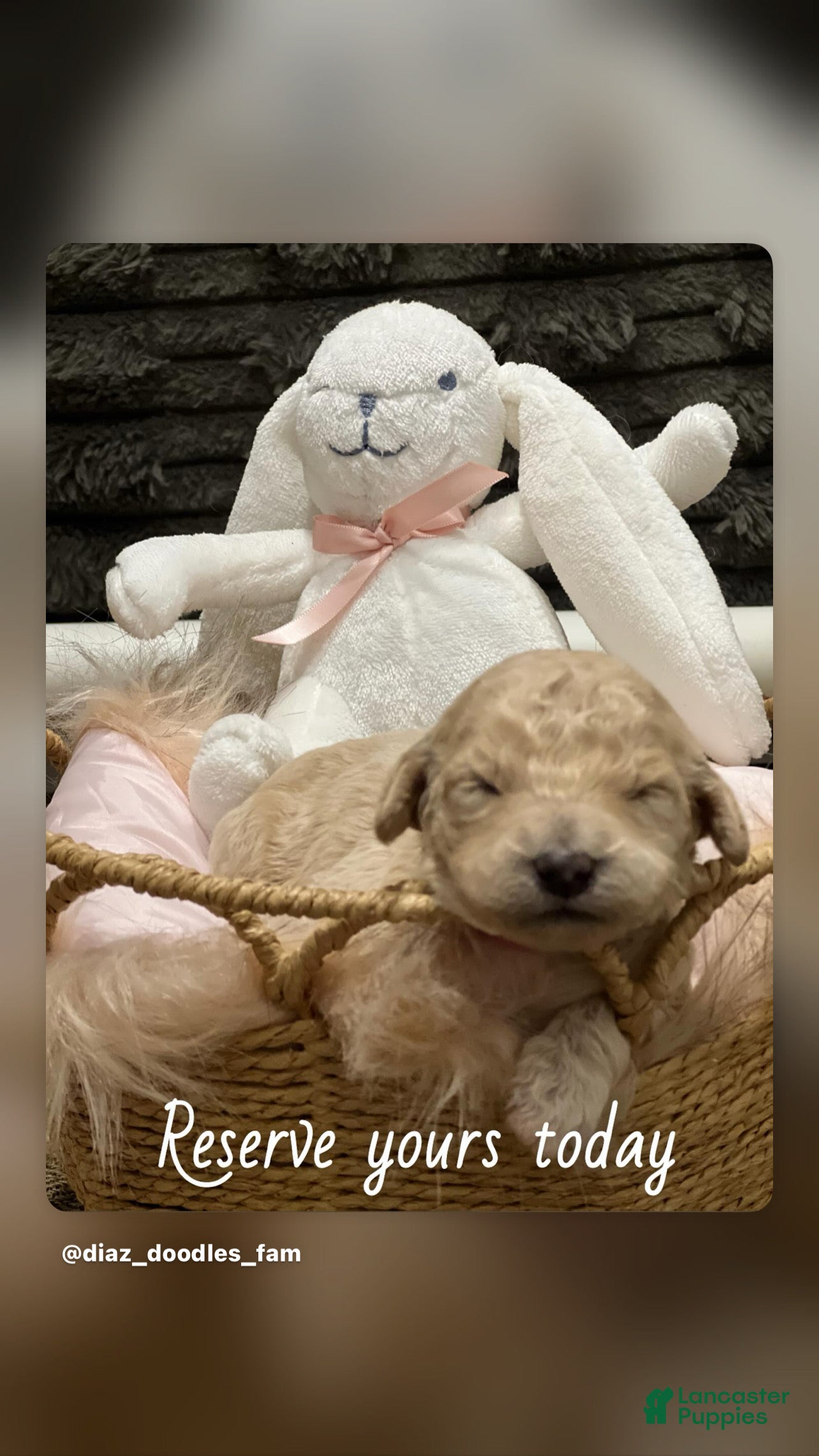 Goldendoodle dogs for sale: Nala female, hot pink collar - Ad 3