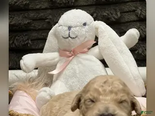 Goldendoodle dogs for sale: Nala female, hot pink collar - Ad 3