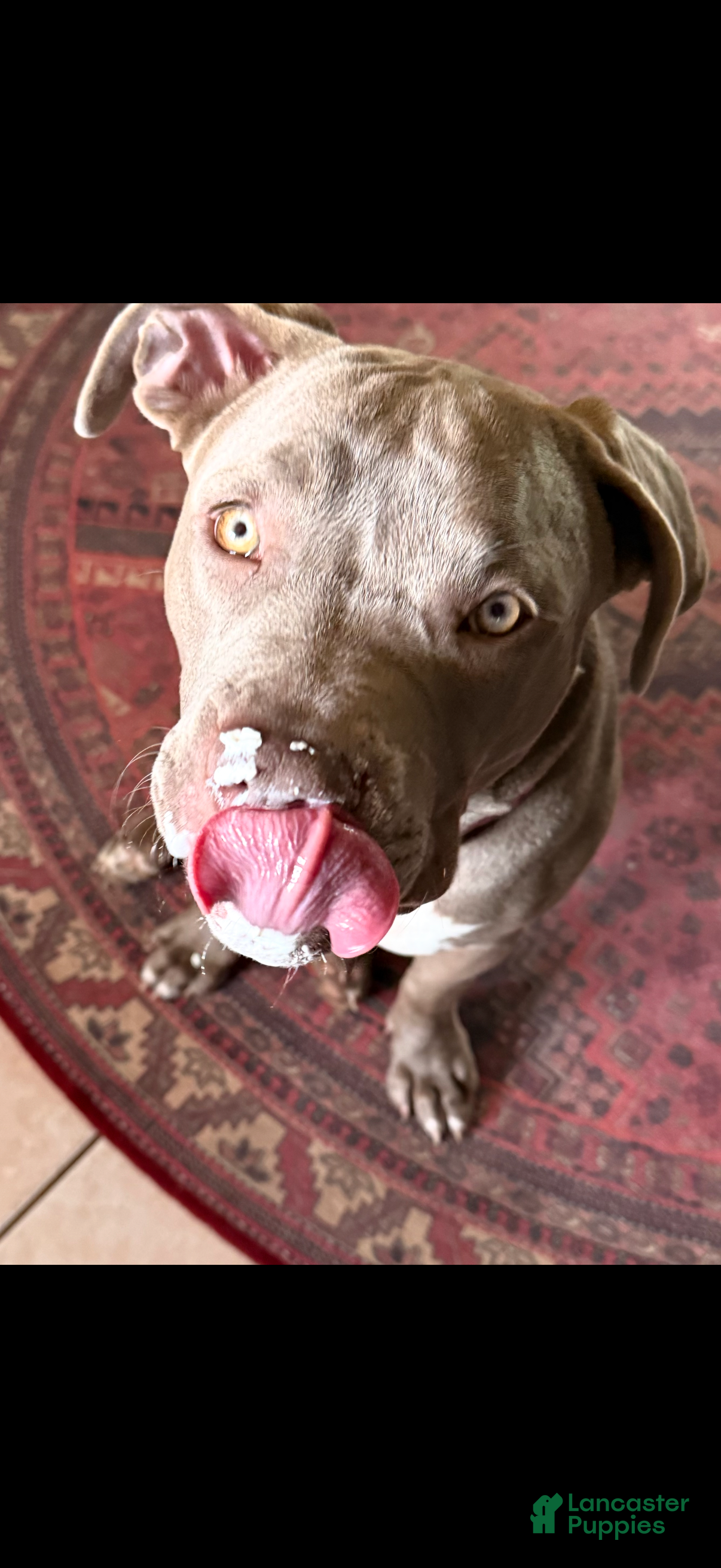 American Bully dogs for sale: Molly - Ad 2