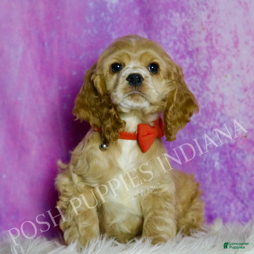 Cocker Spaniel dogs for sale: Nelson - Ad 2