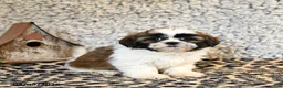 Shih Tzu dogs for sale: Dew - Ad 1