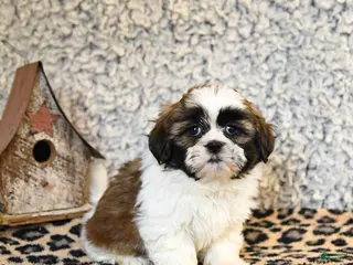Shih Tzu dogs for sale: Dew - Ad 3