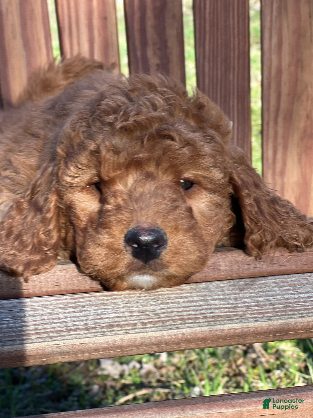 Mini Goldendoodle dogs for sale: Moose - Ad 1