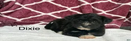 Yochon dogs for sale: Dixie - Ad 1