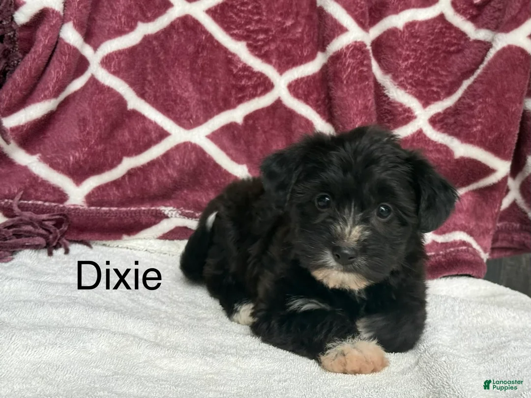 Yochon dogs for sale: Dixie - Ad 1