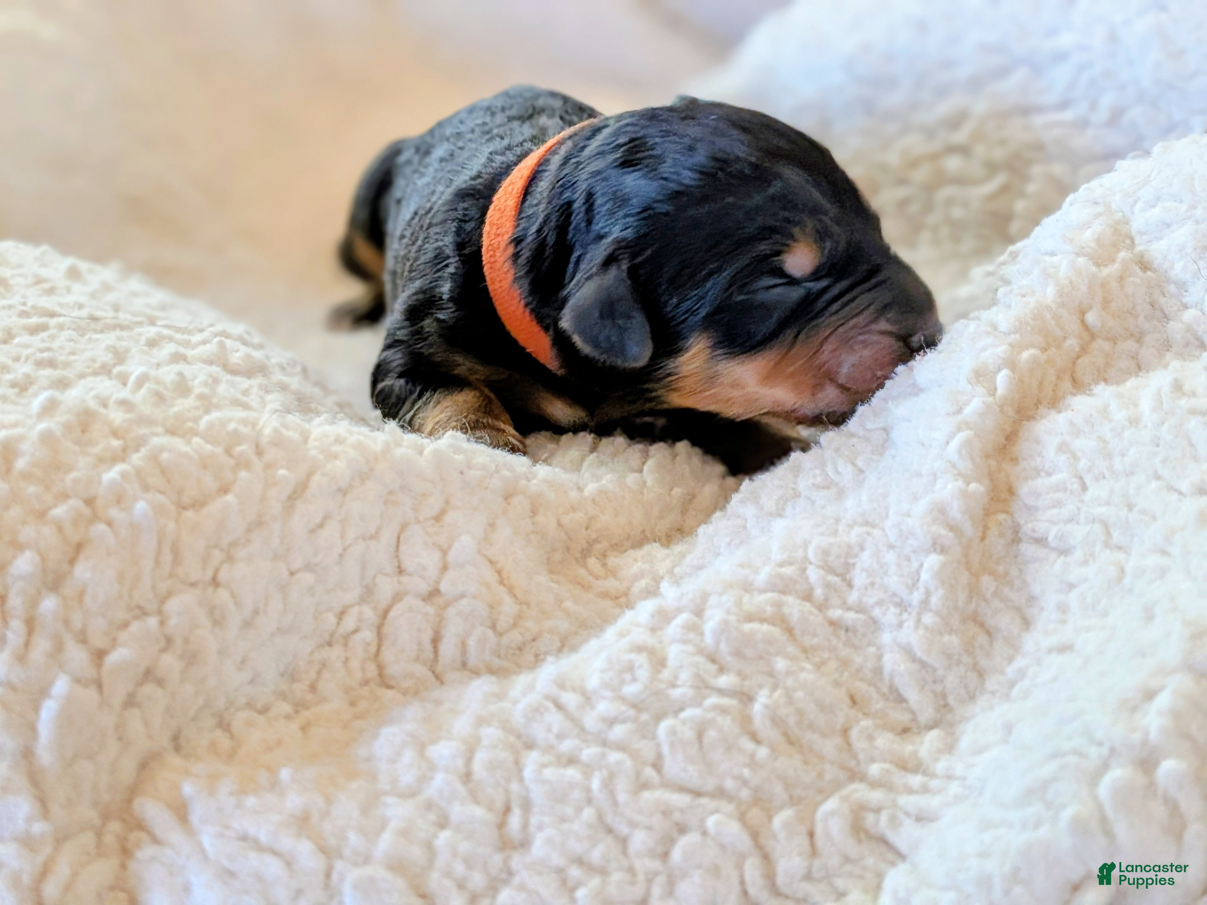 Mixed Breed dogs Goldador/Bernadoodle Puppy 9 - Ad 38