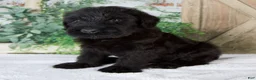 Giant Schnauzer dogs for sale: Kendrick  - Ad 3