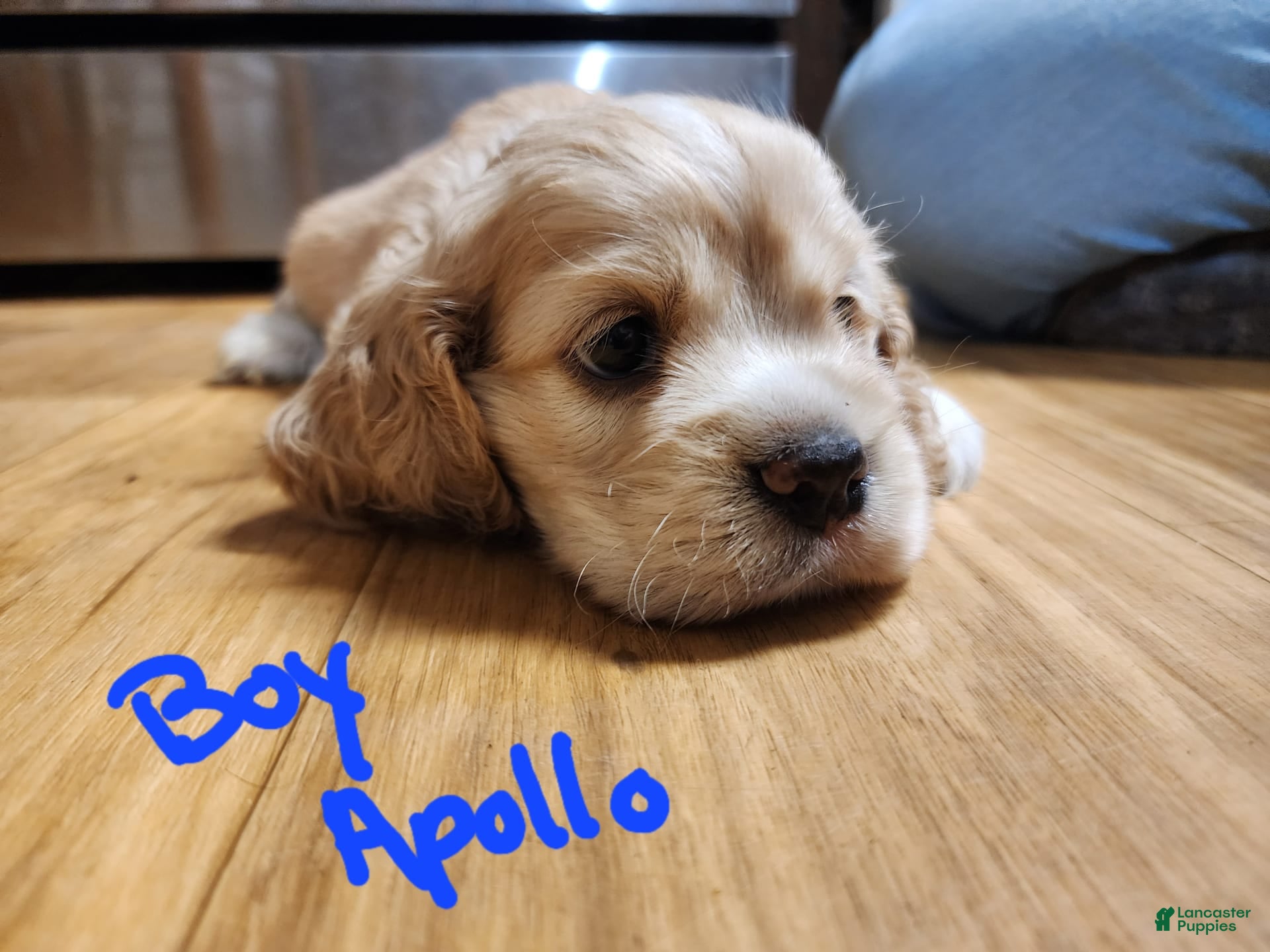 Cute Carolina Dog Puppies Carolina Dog Puppy Face Stock Photo