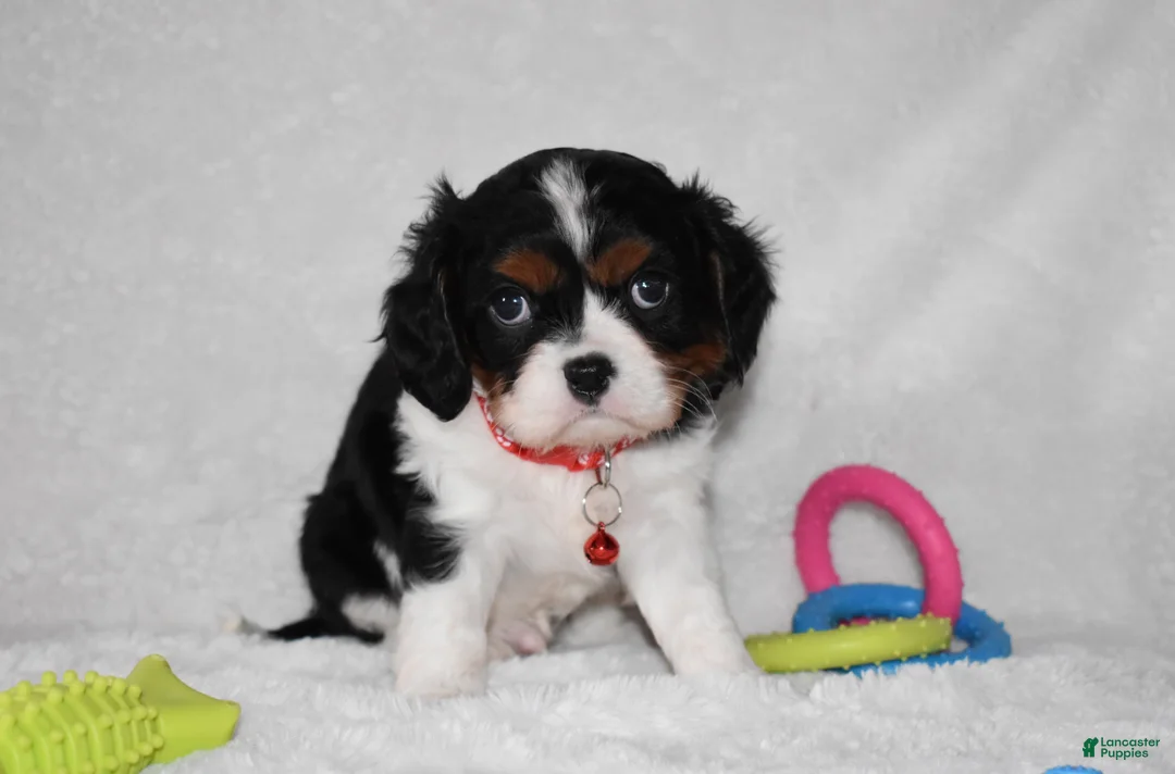 Cavalier King Charles Spaniel dogs for sale: Quentin - Ad 6
