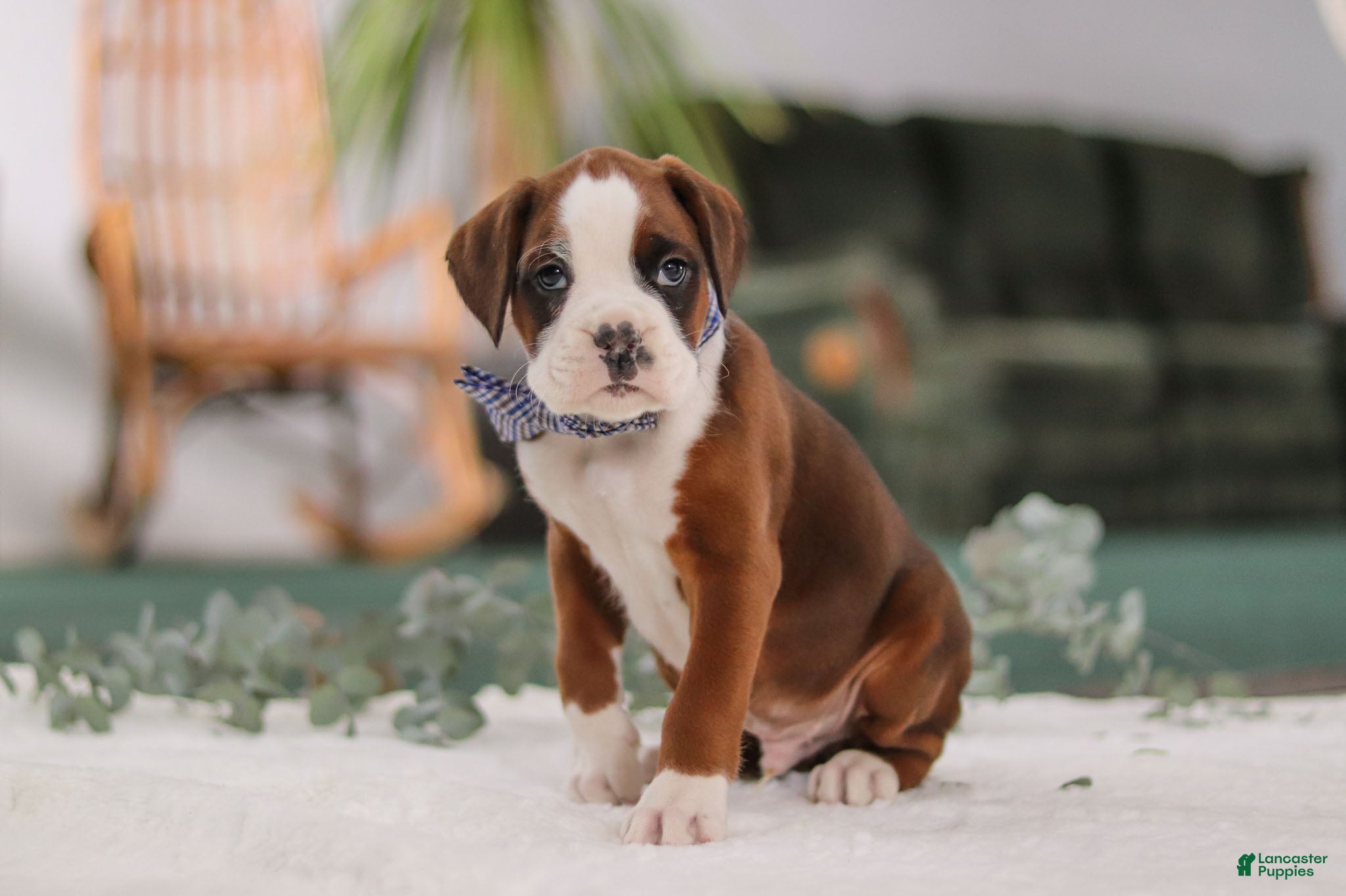 Boxer dogs Dozer - Ad 2