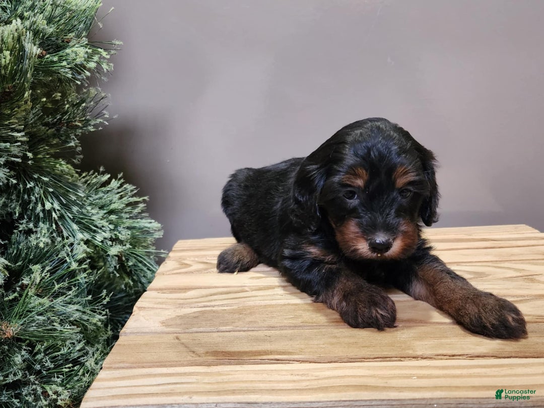 Mini Bernedoodle dogs for sale: Donner - Ad 16