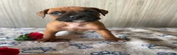 Boxer dogs for sale: Brody - Ad 1