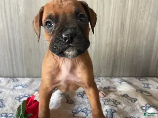 Boxer dogs Brody - Ad 21