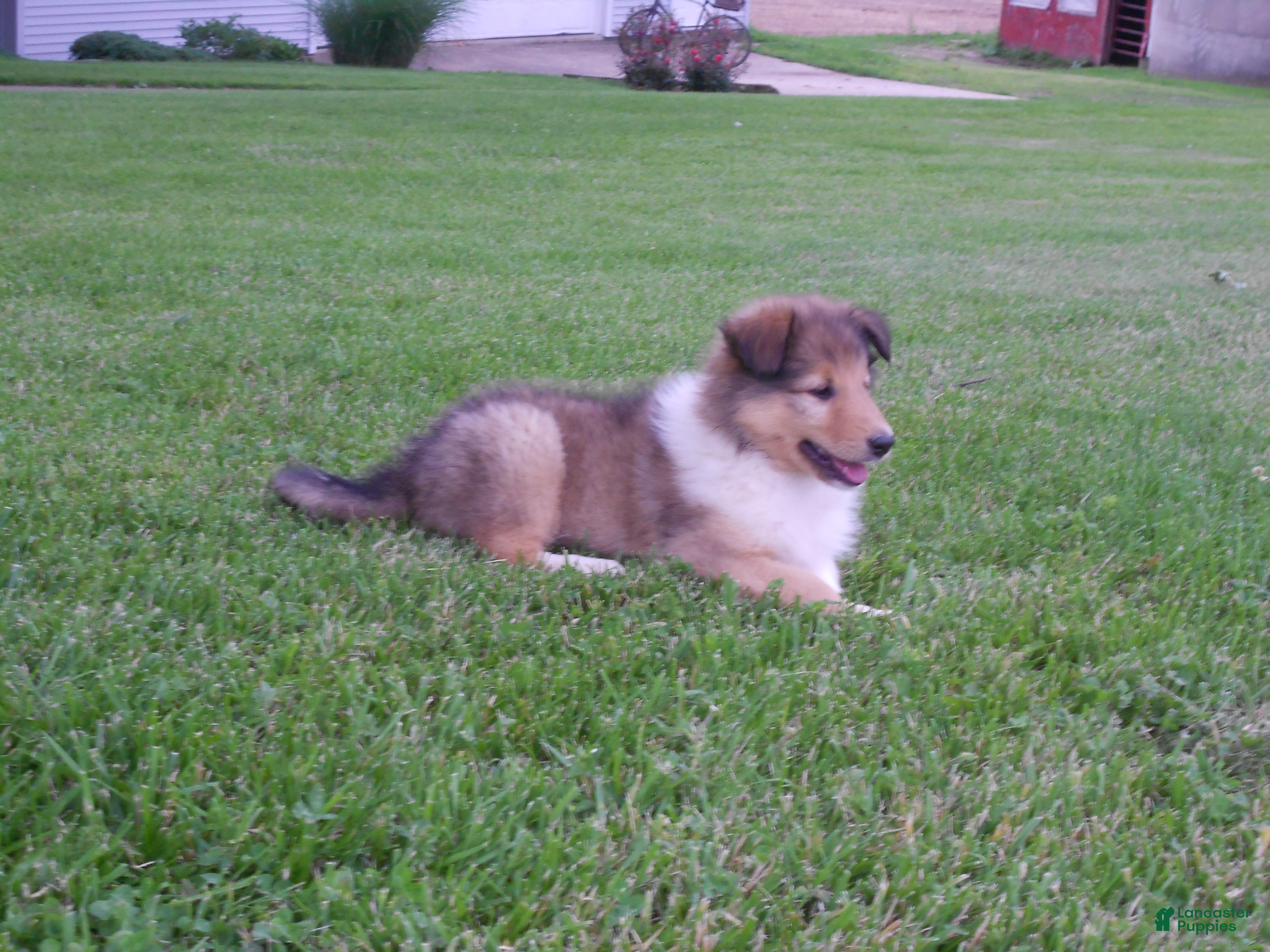 Collie dogs for sale: Bobby - Ad 5