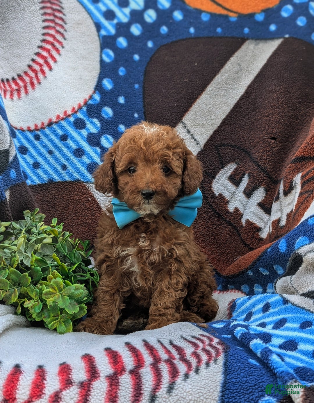 Cockapoo dogs for sale: Moore Hypoallergenic - Ad 18