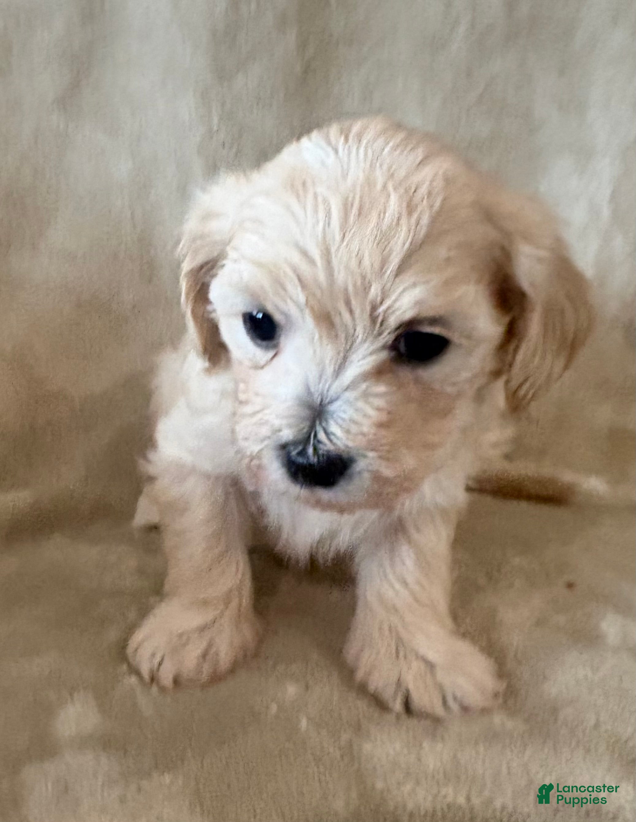 Maltipoo dogs Cookie - Ad 2