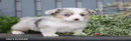 Welsh Corgi Pembroke dogs for sale: Pepper - Ad 4