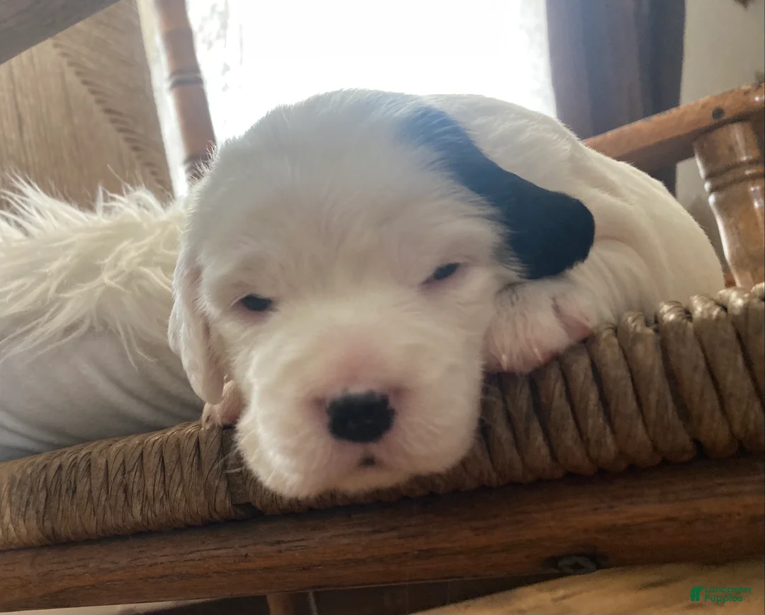 English Setter dogs for sale: Dilly - Ad 6