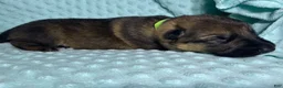 German Shepherd dogs for sale: Daisy - Ad 54