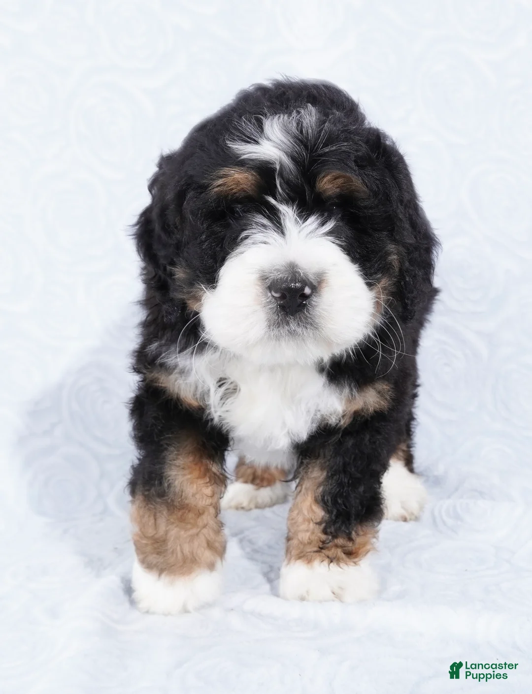 Mini Bernedoodle dogs for sale: Benji - Ad 2