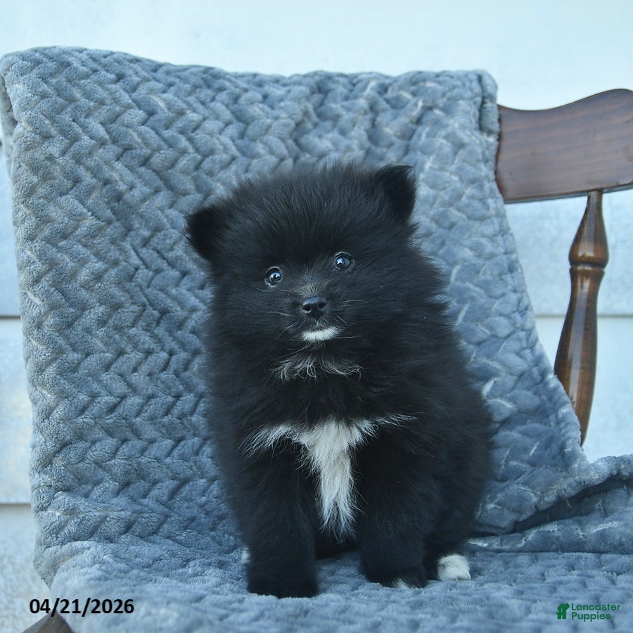 Pomeranian dogs Griffin  - Ad 2