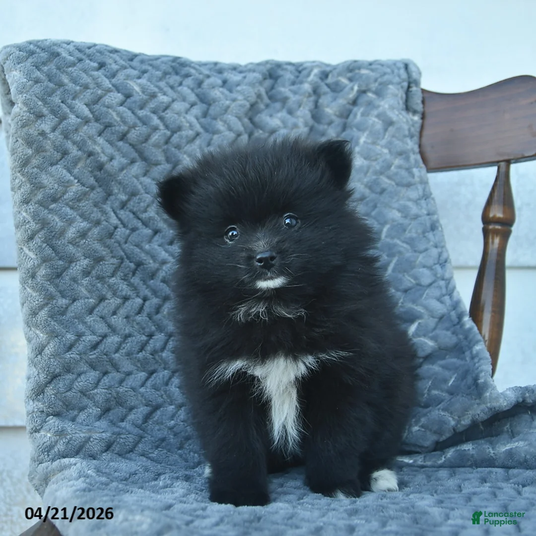 Pomeranian dogs for sale: Griffin  - Ad 2