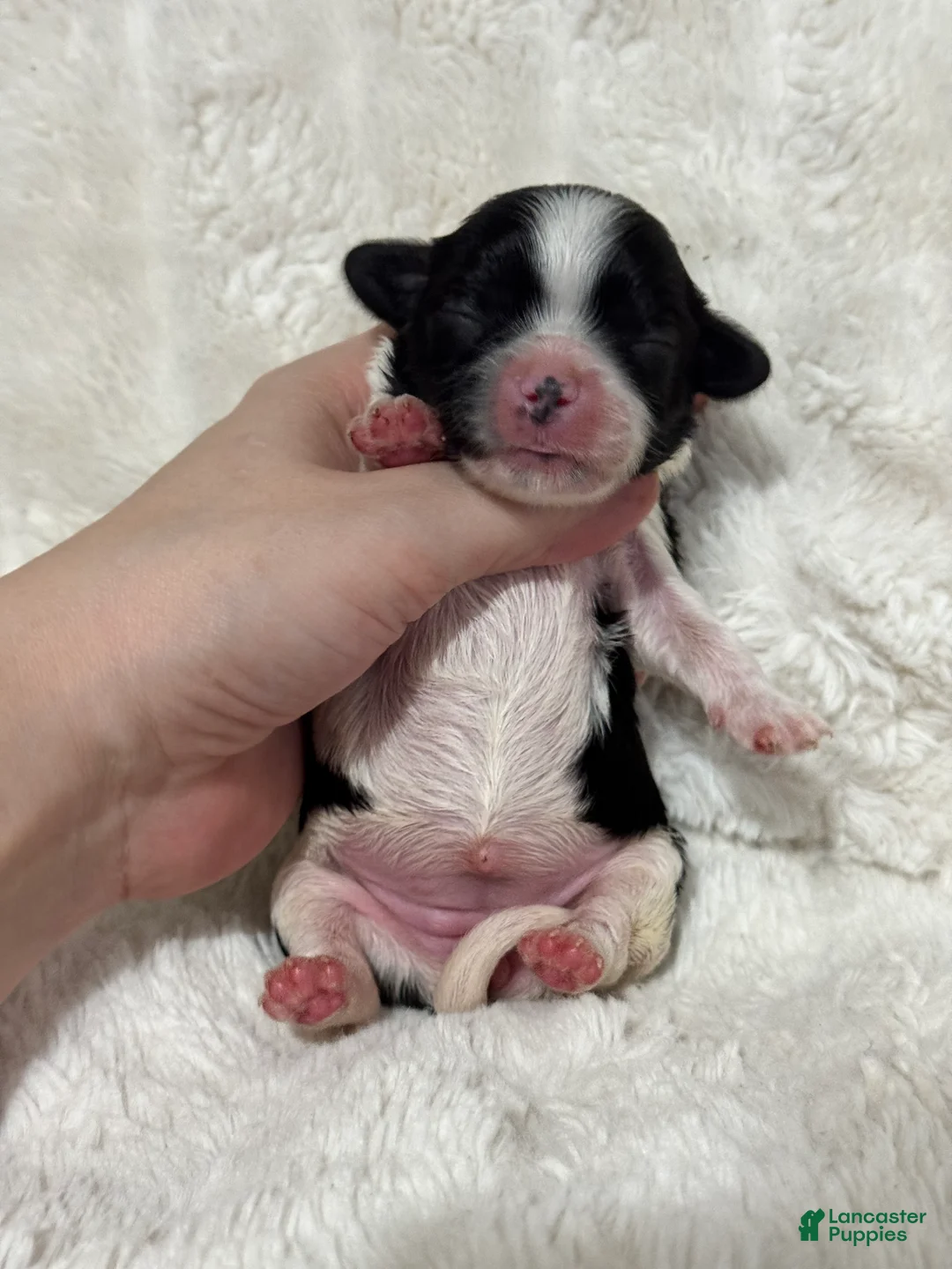 Cavapoo dogs for sale: Bella - Ad 2