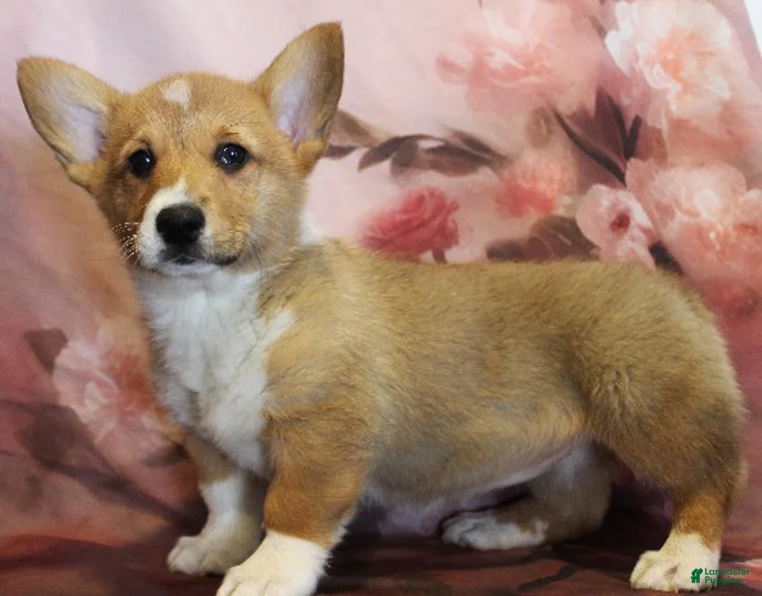Welsh Corgi Pembroke dogs for sale: EL - Ad 4