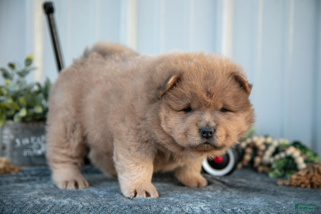 Chow Chow dogs for sale: Christian  - Ad 3