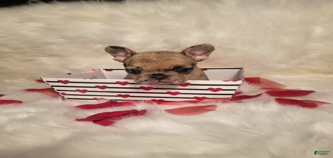 Gallery Image {{count}}