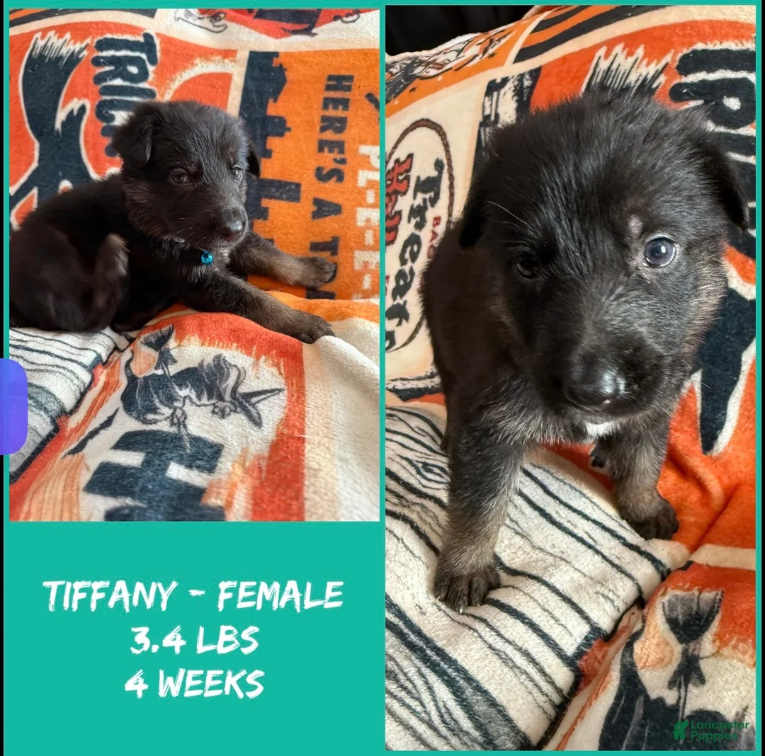German Shepherd dogs for sale: German Shepherd 8 - Ad 2