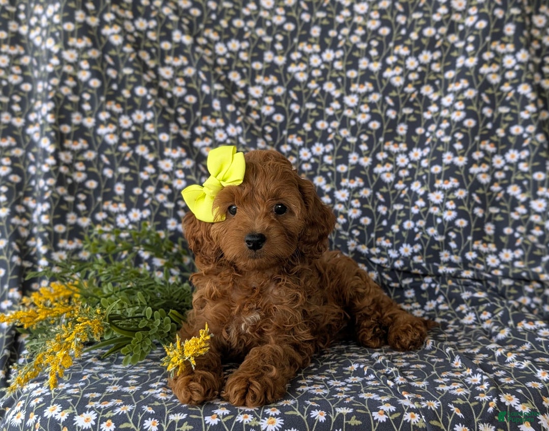 Toy Cockapoo Yellow Cockapoo 12 Week Old Toy Cockapoo Cute 12 Week
